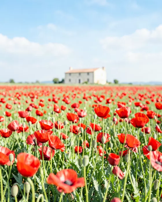 Red Meadow