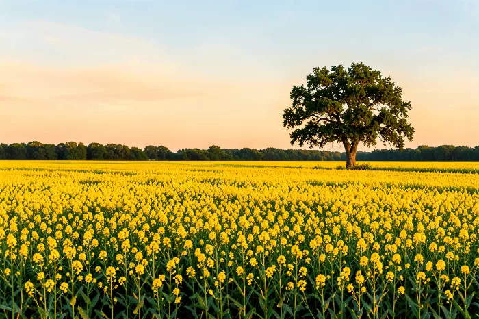 Golden Canola