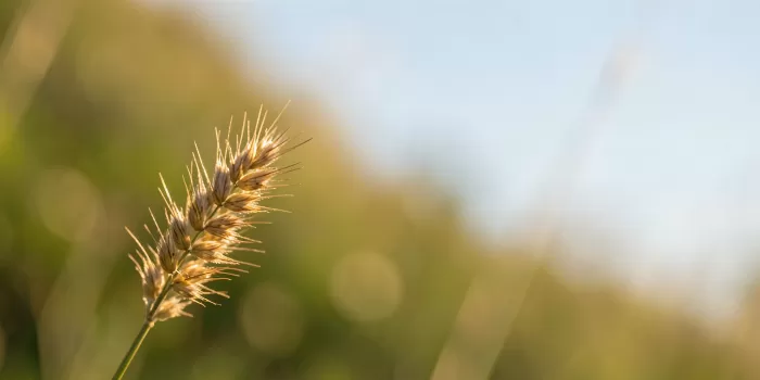 Golden Seed