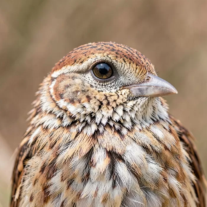 Warm Sparrow