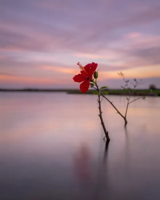 Hibiscus Calm