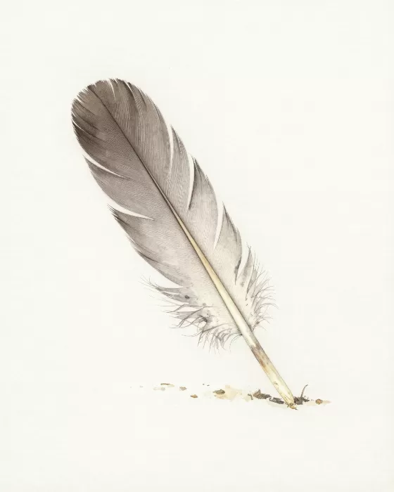 Resting Feather