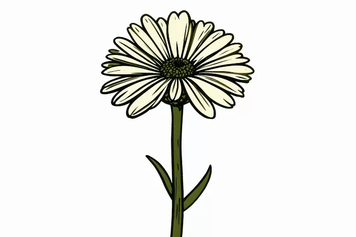 Marguerite Daisy