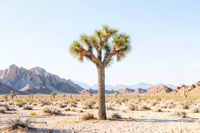 Mojave Dawn