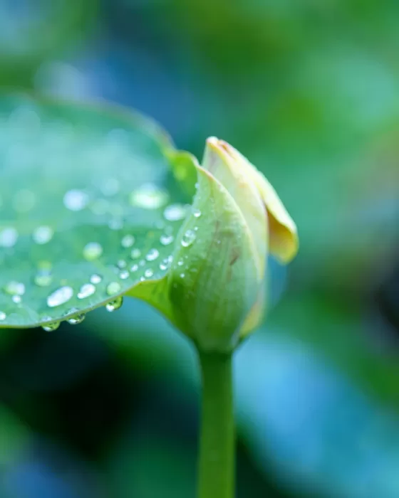 Lily Edge