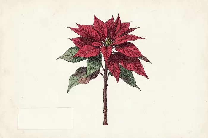 Crimson Poinsettia