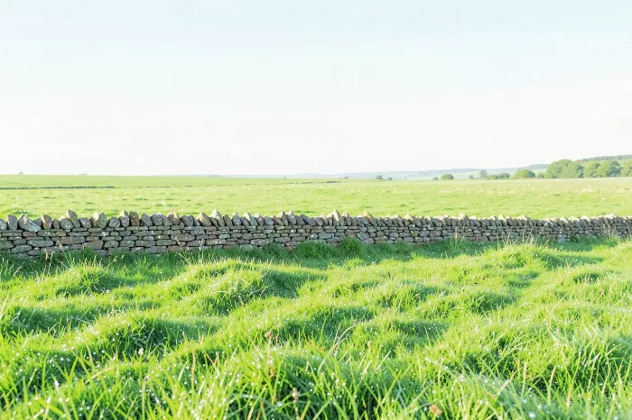 Dewy Pasture