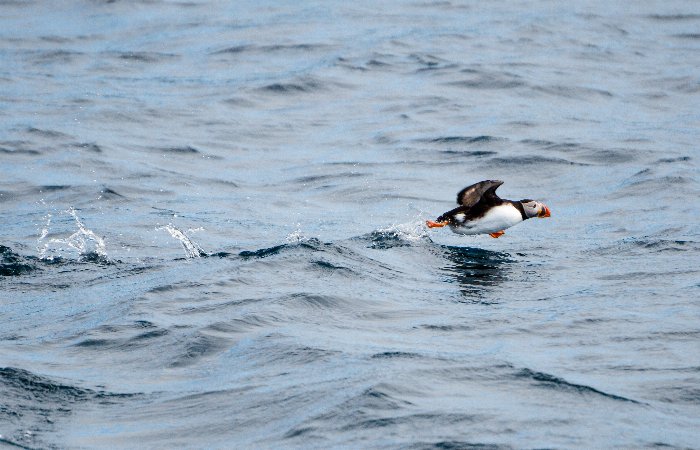 Art of flight - Newfoundland art print