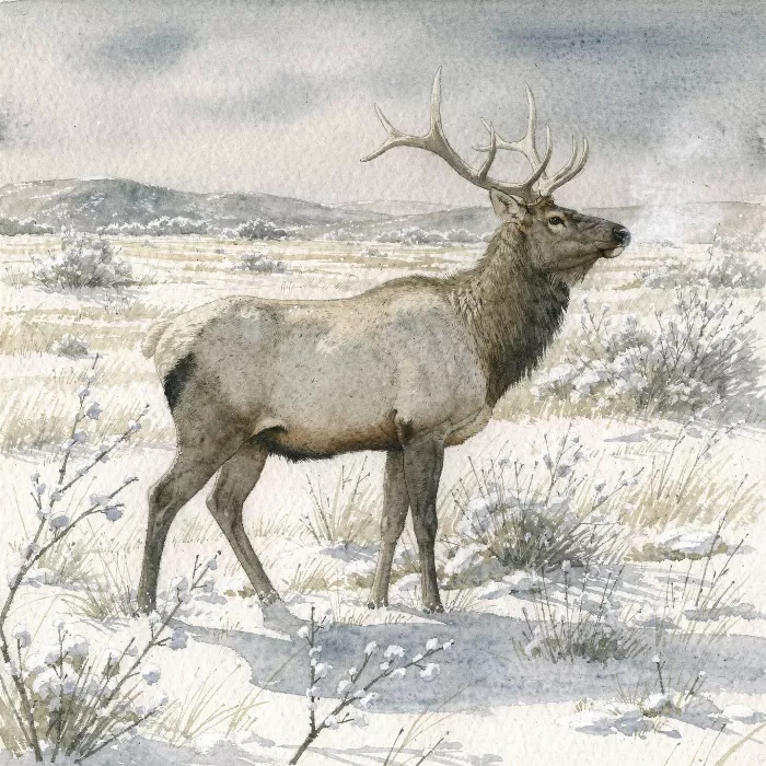 Elk Profile