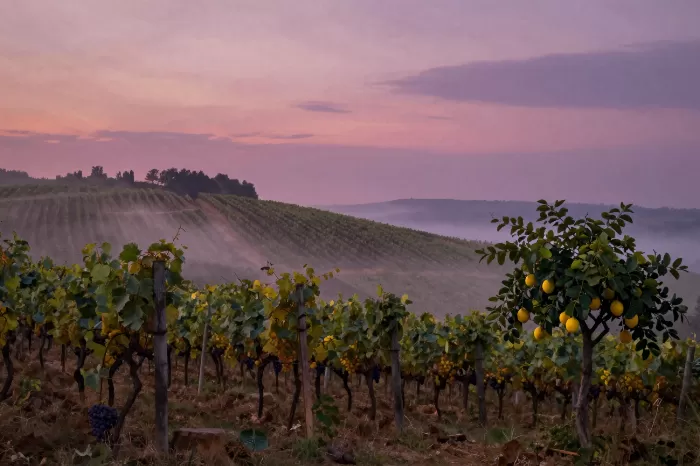 Misted Vines