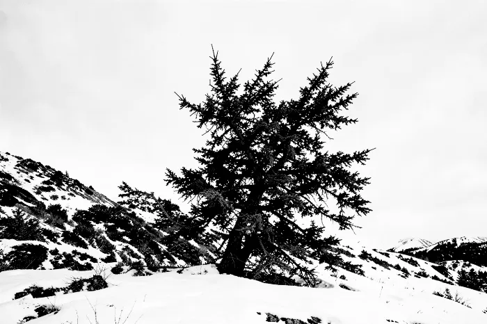 Yukon Solitude