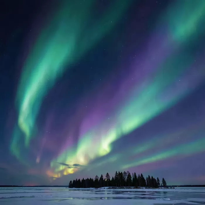 Polar Bloom