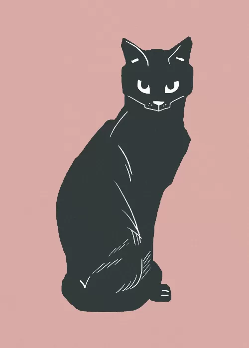 Black cat animal