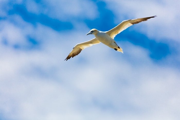Gannet In Flight - Newfoundland art print