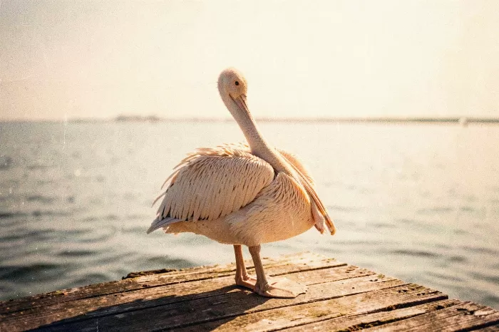 Dock Pelican
