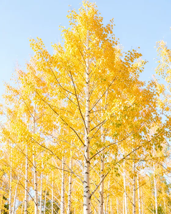 Luminous Autumn