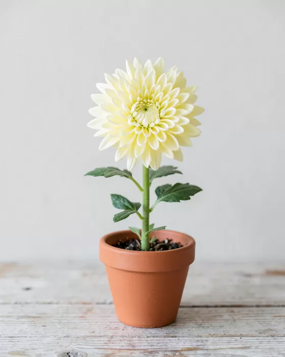 Butter Bloom