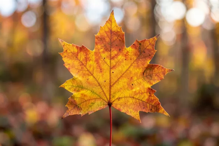 Autumn Gradient