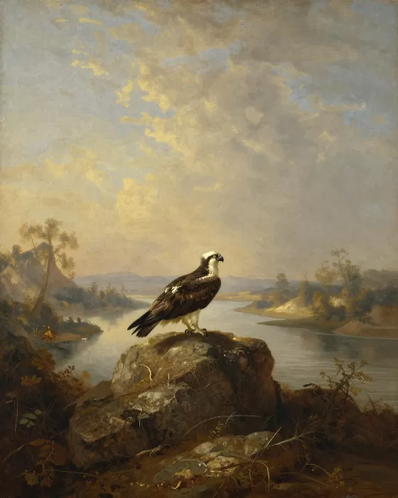 Misty Perch