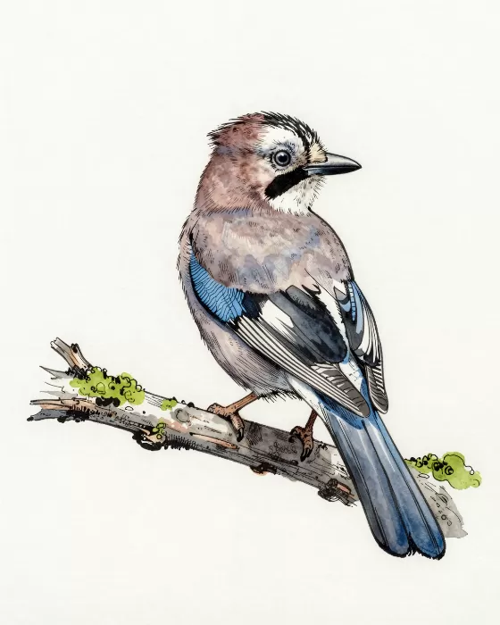 Jay Study
