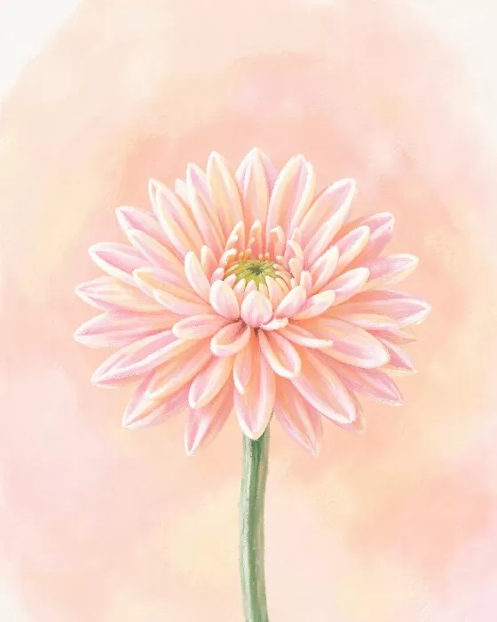 Blush Mum
