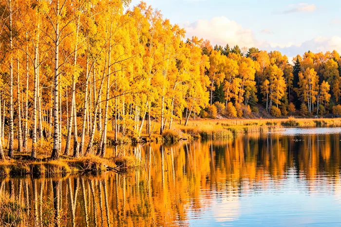 Lakeside Gold