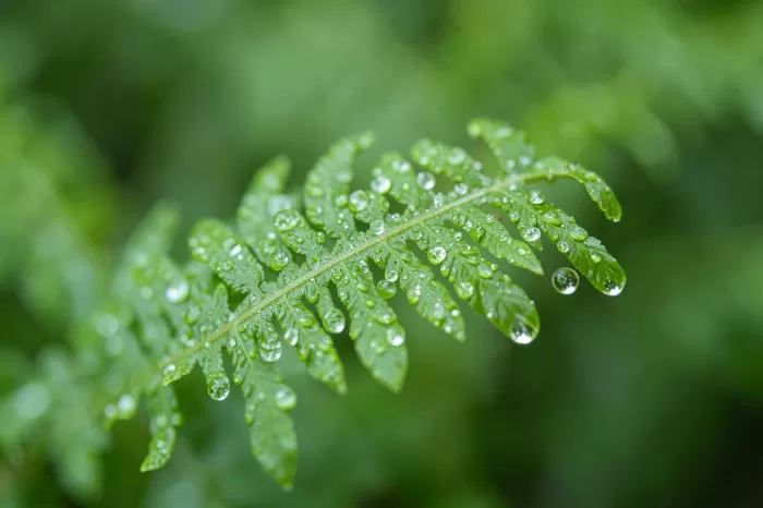 Dewlit Frond