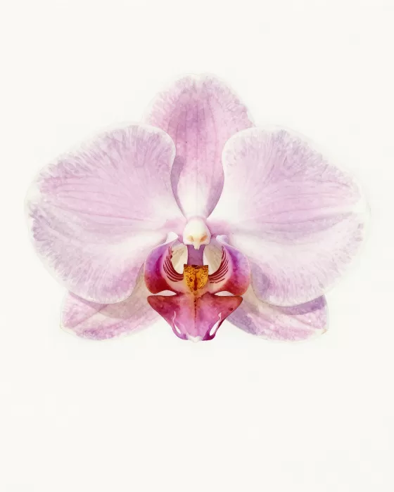 Blush Orchid