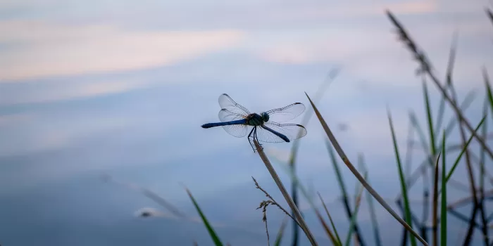 Dragonfly Dusk