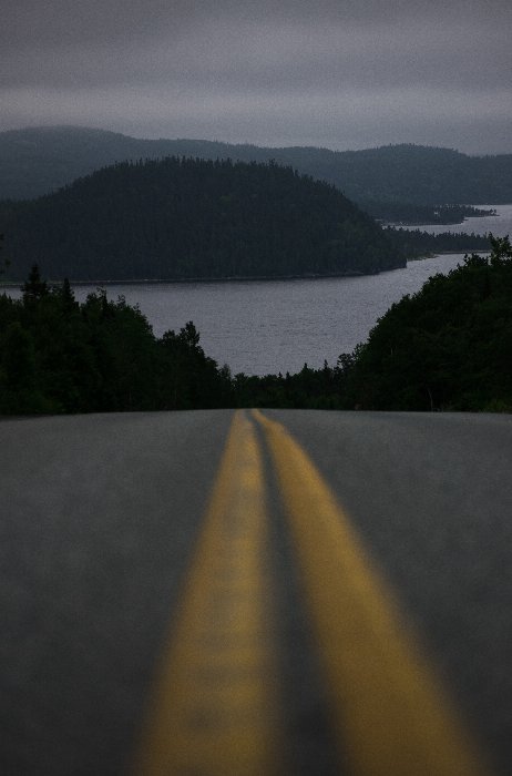 Lead The Way - Newfoundland art print