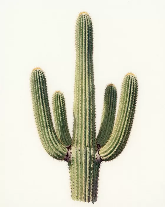 Ribbed Giant