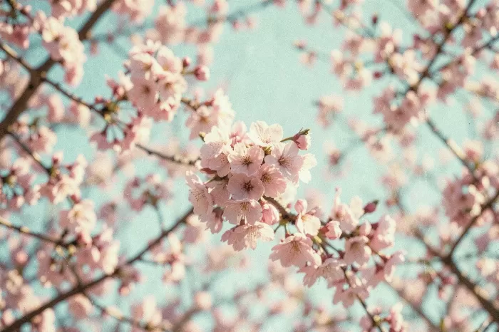 Cherry Nostalgia