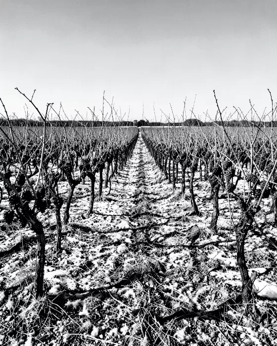 Winter Vines