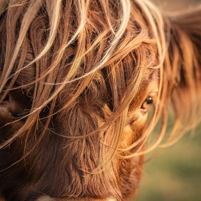 Windswept Whiskers