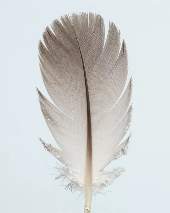Feather Study II