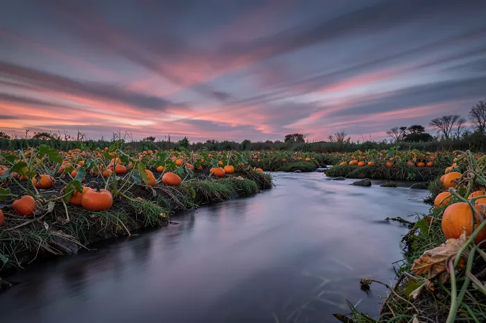 Twilight Pumpkins