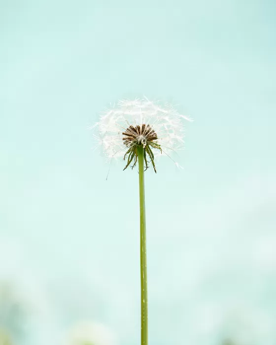 Dandelion Light
