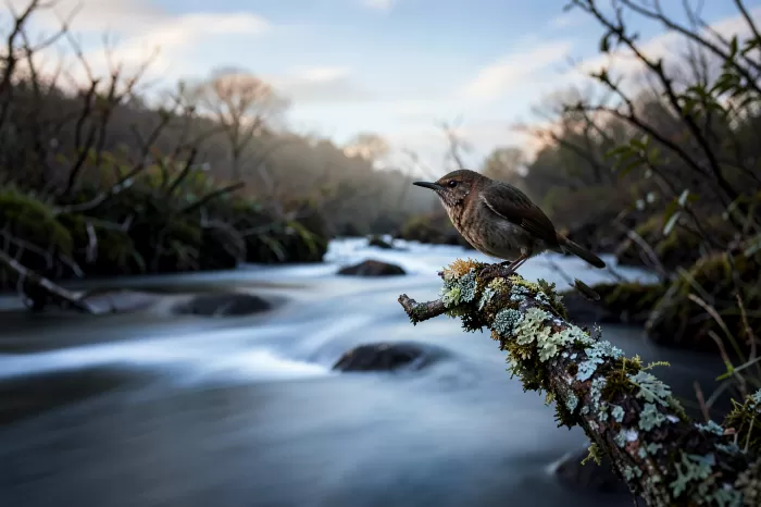 Wren at Rest