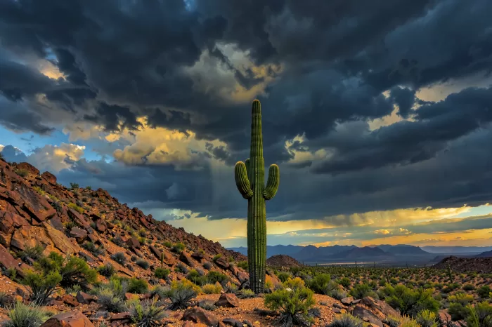 Monsoon Sentry