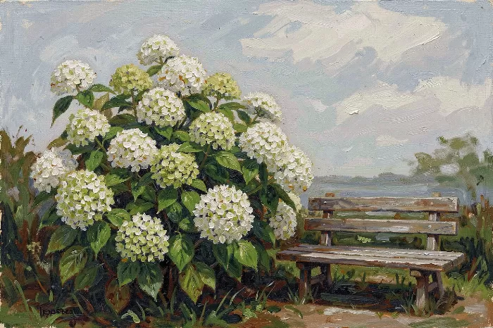 Garden Hydrangea