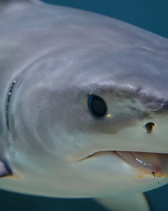 Shark Eye