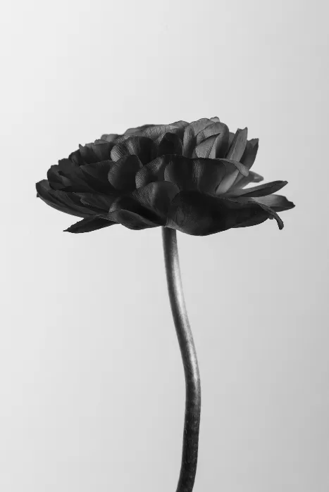 Monotone ranunculus flower