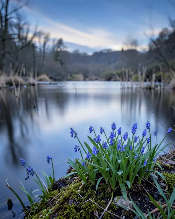 Bluebell Stillness
