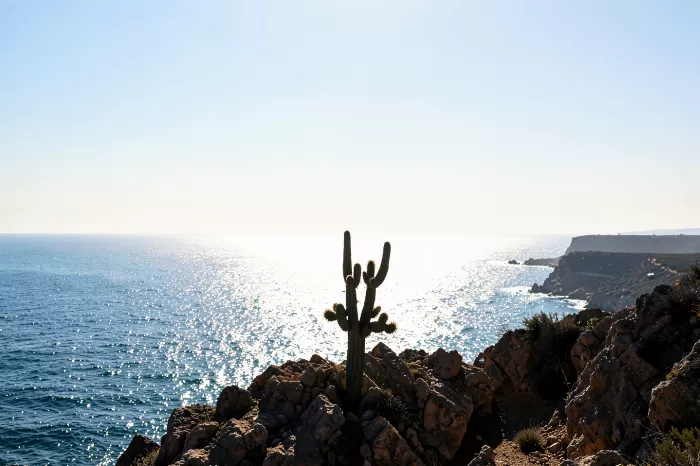 Coastal Cactus