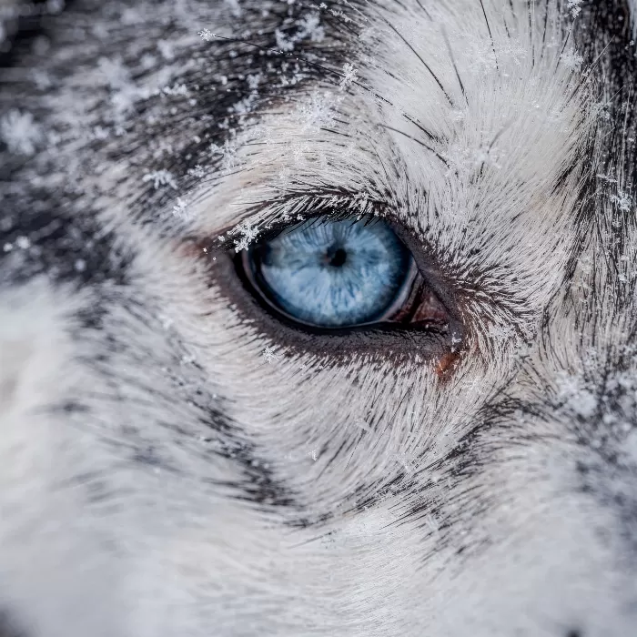 Frost Gaze