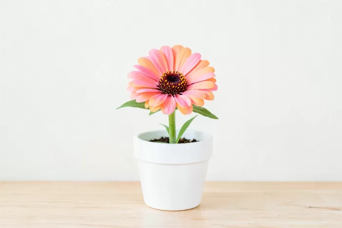 Zinnia Light