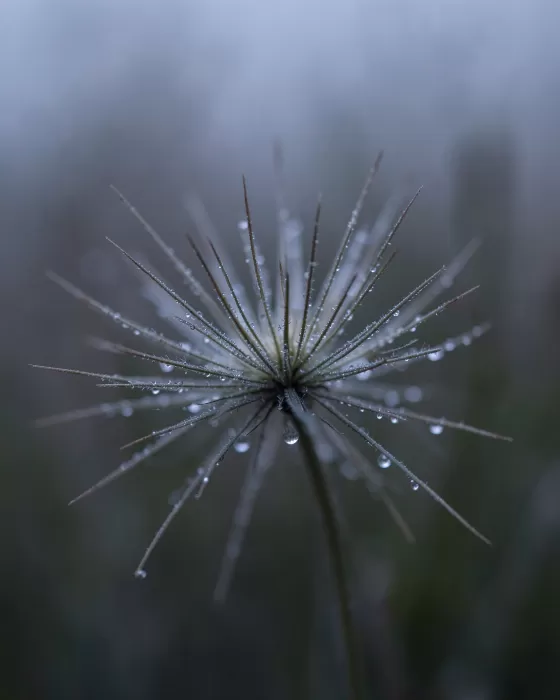 Marsh Seedhead