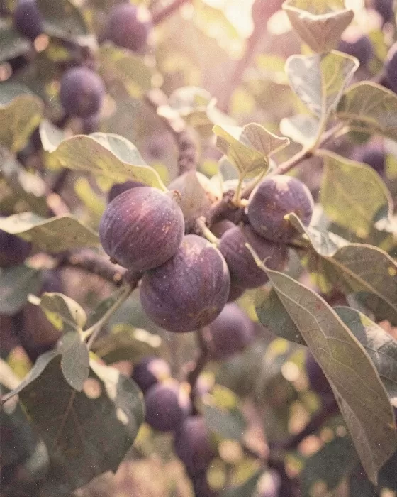 Vintage Figs