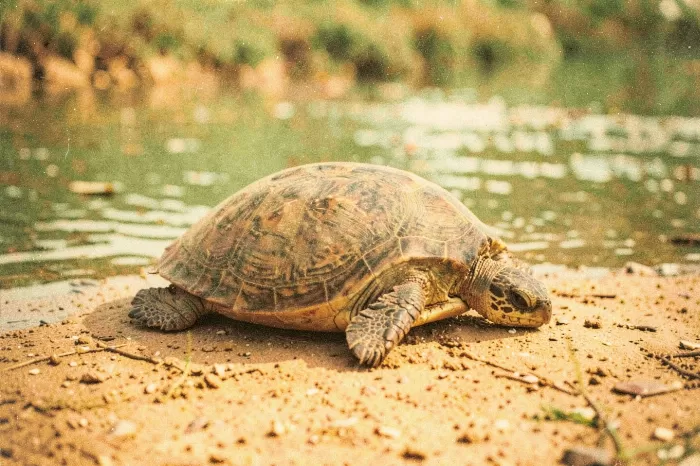 Still Turtle
