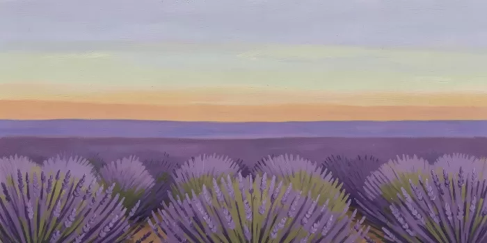 Lavender Drift II